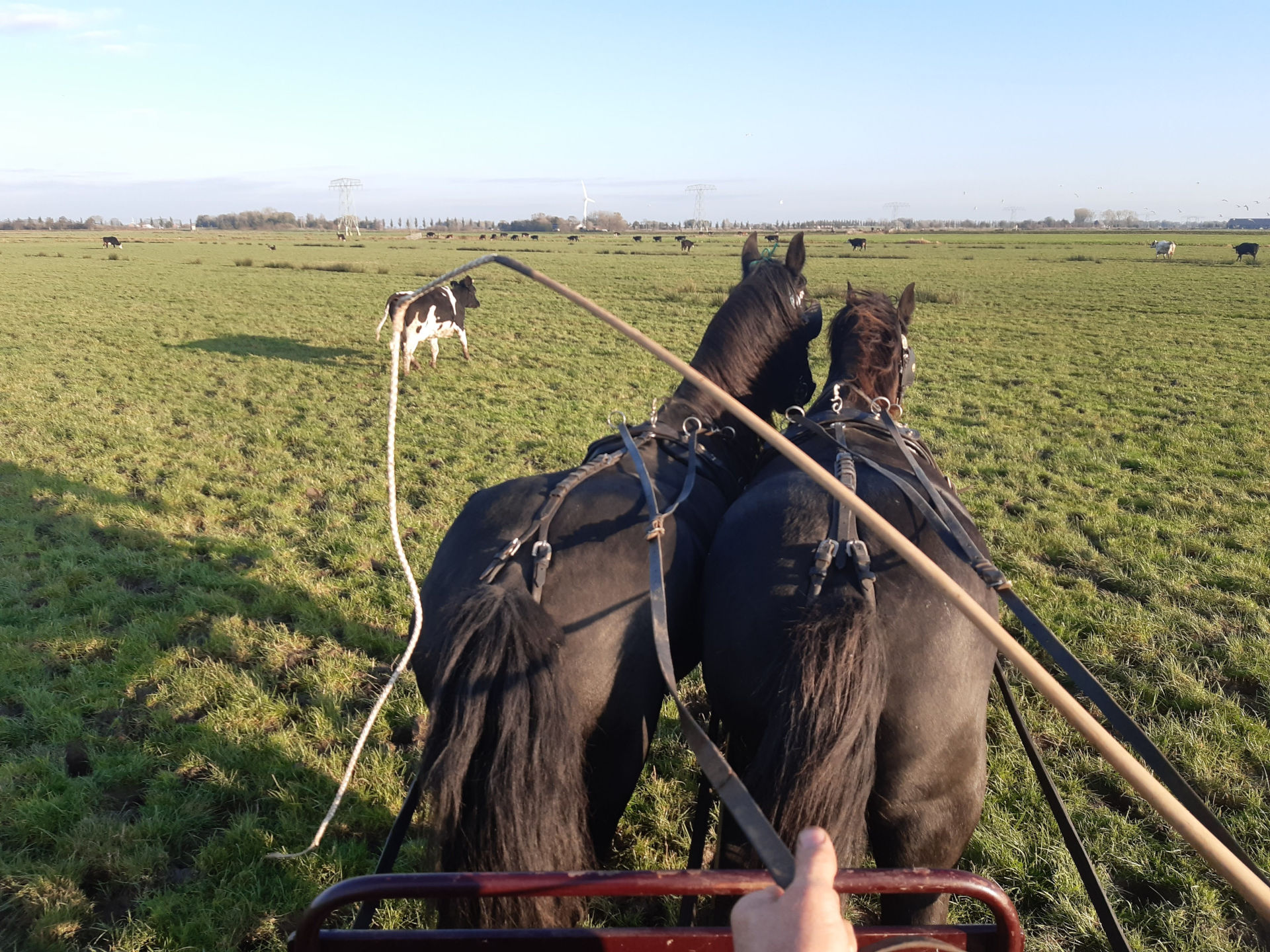 twee Friese paarden voor de kar | foto Janna van der Meer | Creative Commons BY-NC-SA 4.0 Int