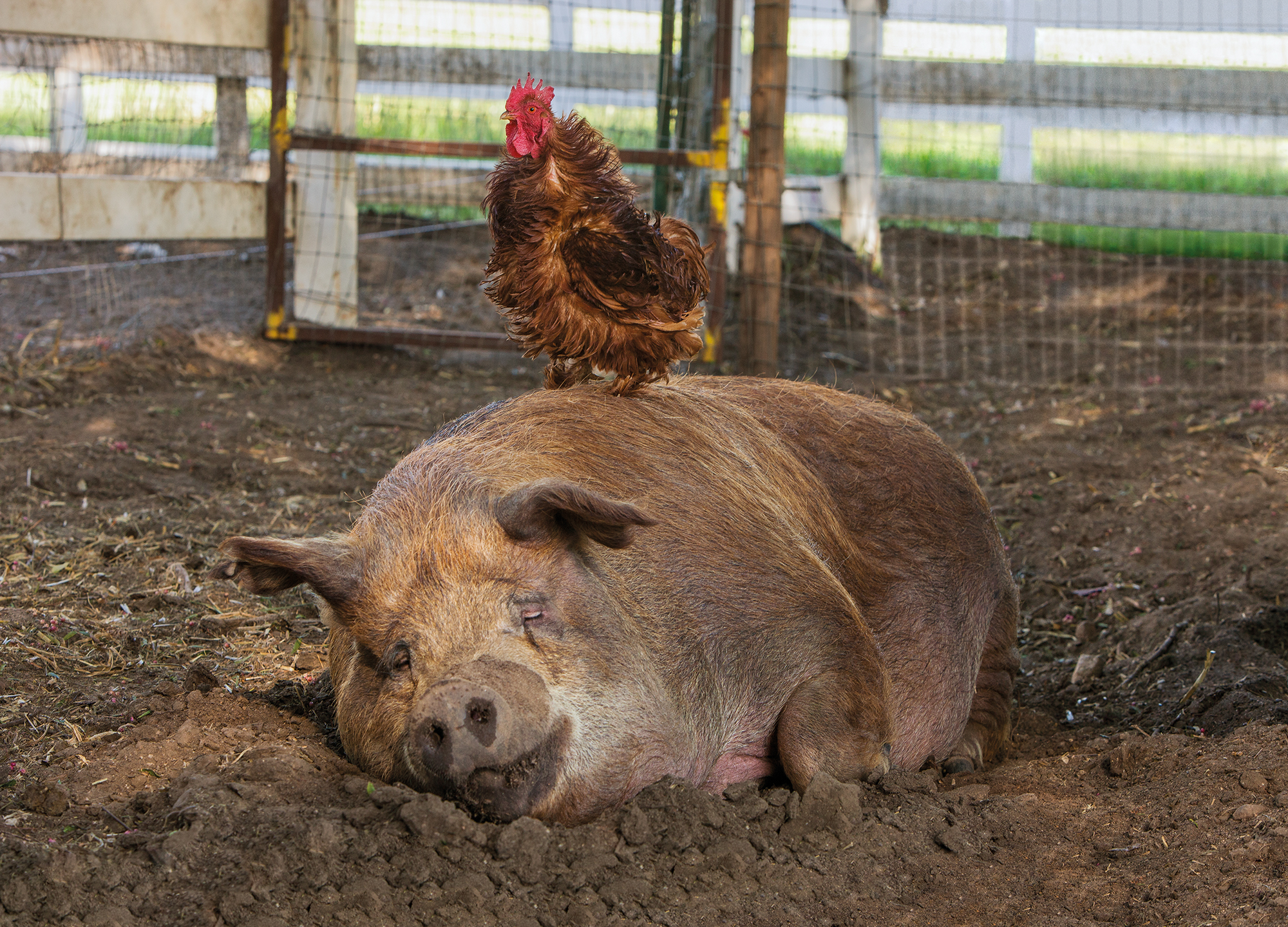 Film: The Biggest Little Farm